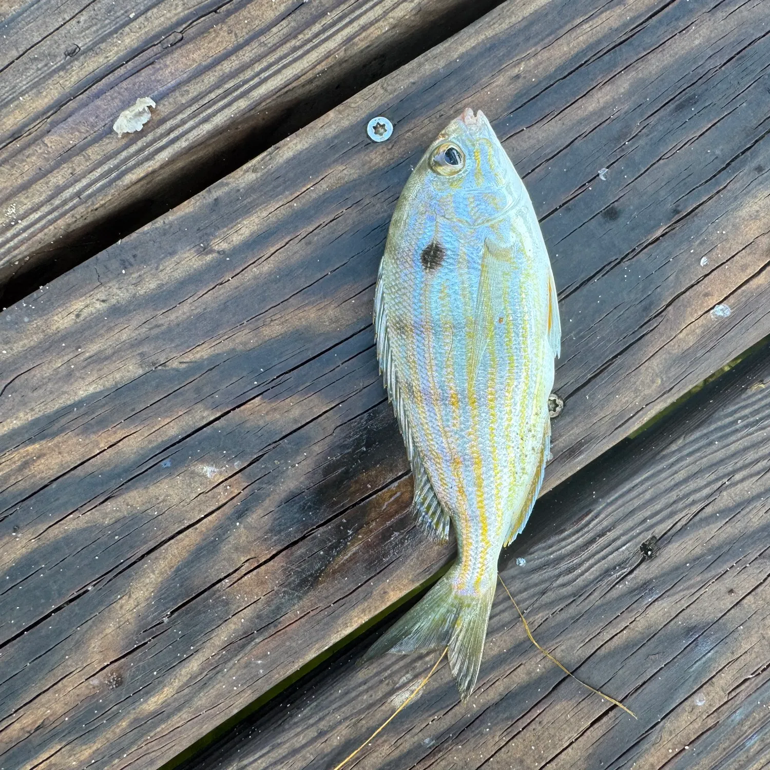 Spot croaker caught on Fishbrain