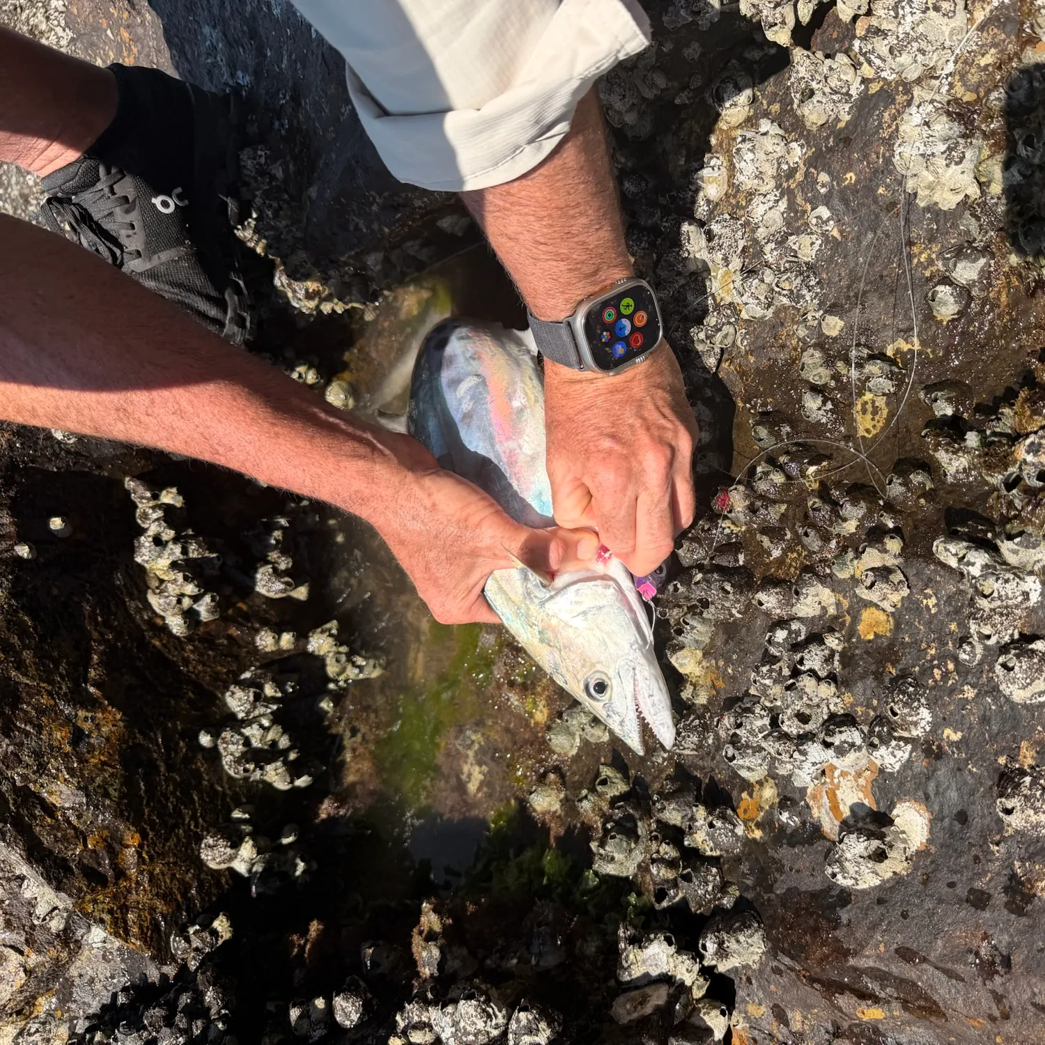 Fish caught on Fishbrain