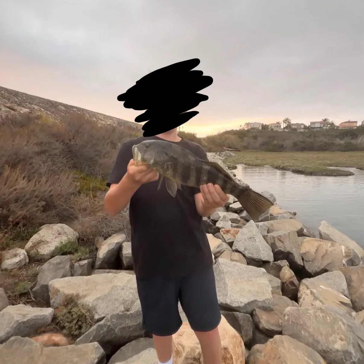 Spotted sand bass caught on Fishbrain