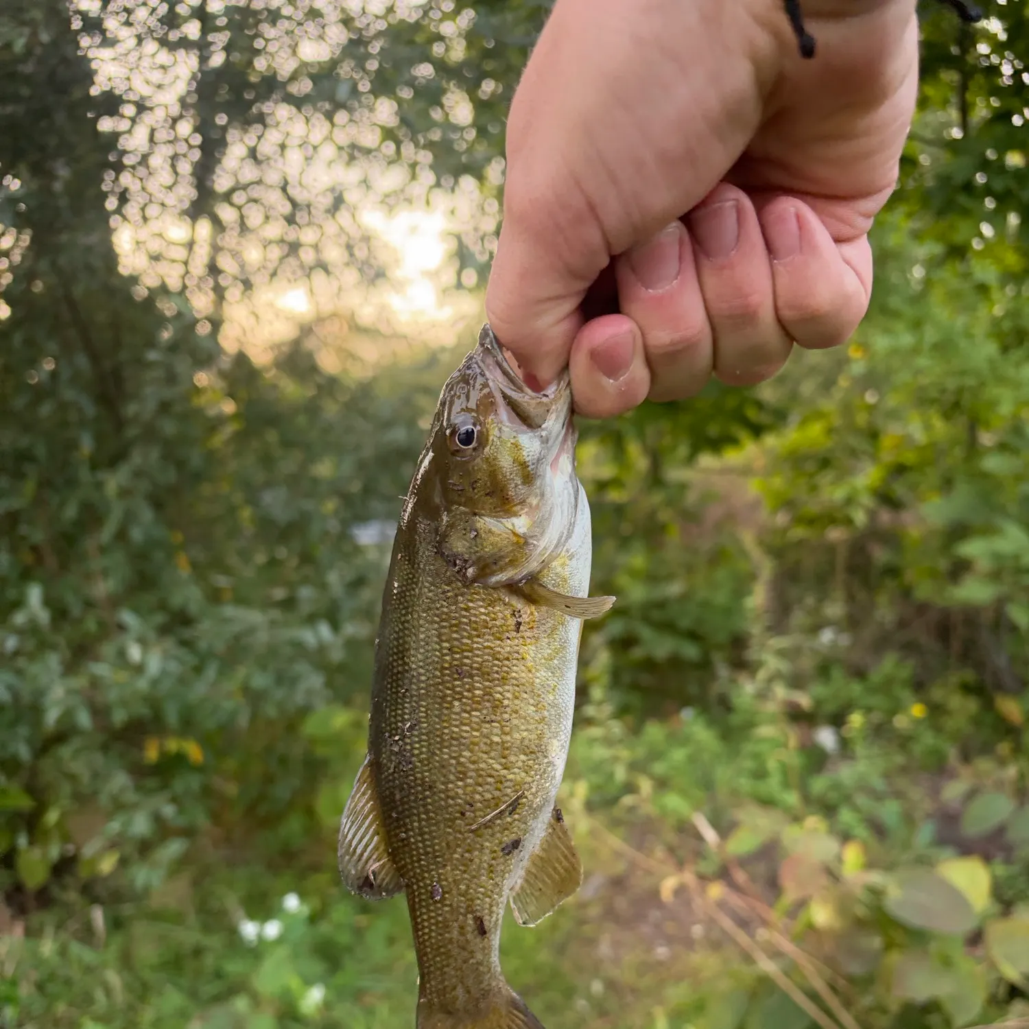 Smallmouth bass caught on Fishbrain