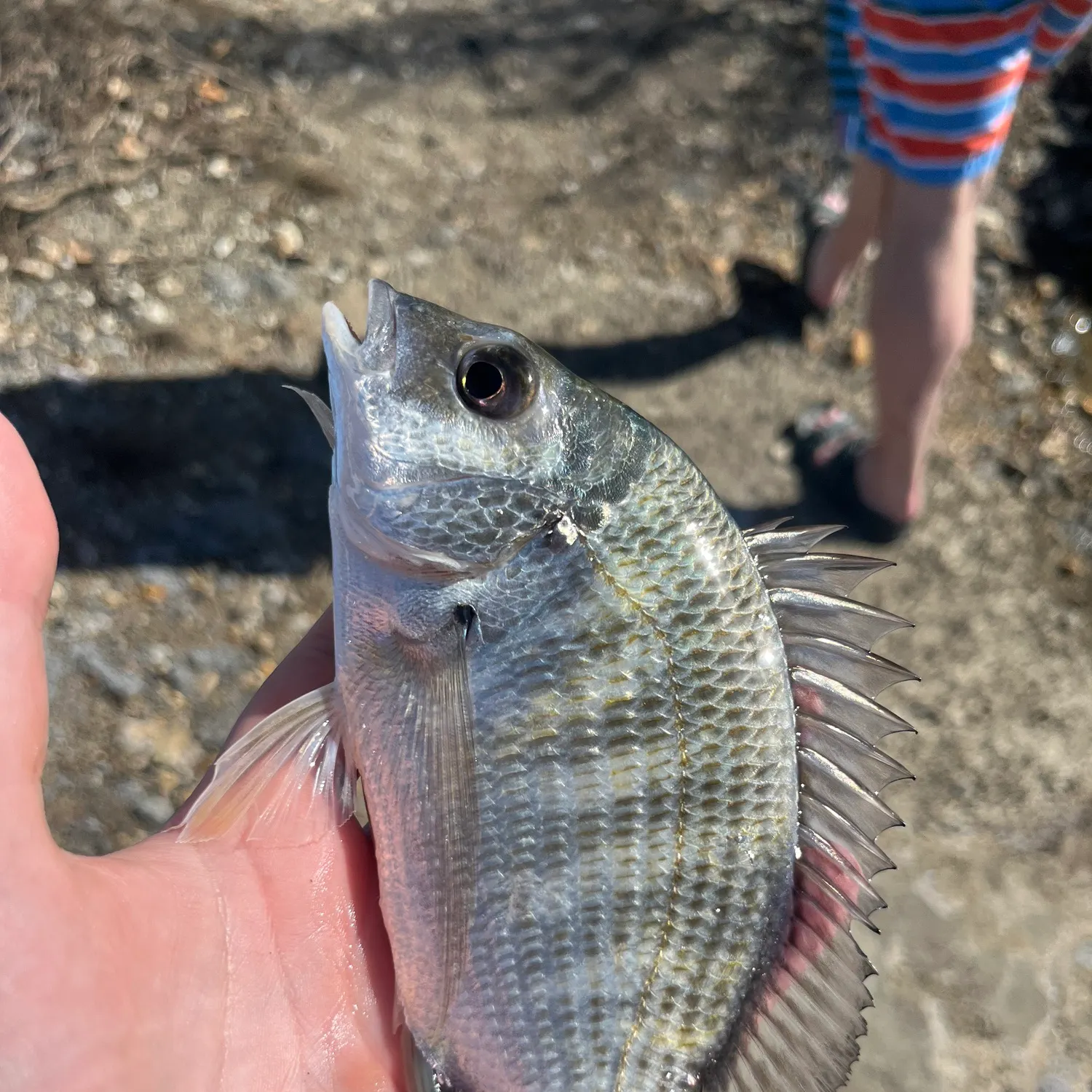 Surf bream caught on Fishbrain