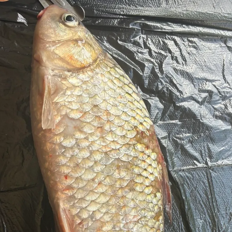 The most recent River carpsucker catches on Fishbrain