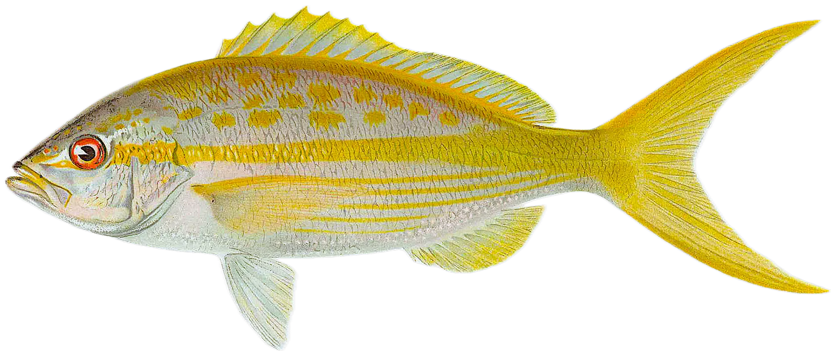 Yellowtail snapper