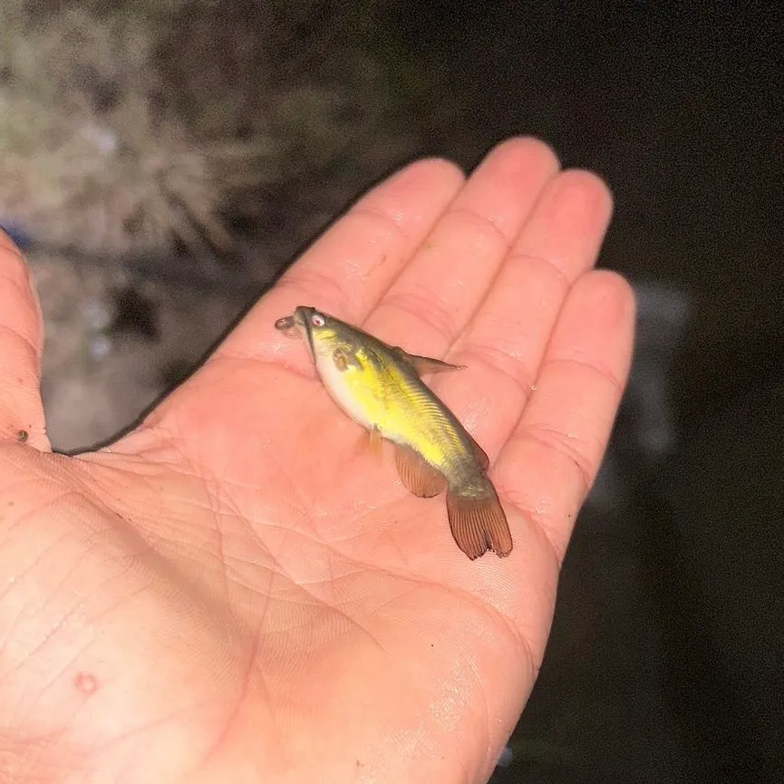 The most recent Black bullhead catches on Fishbrain