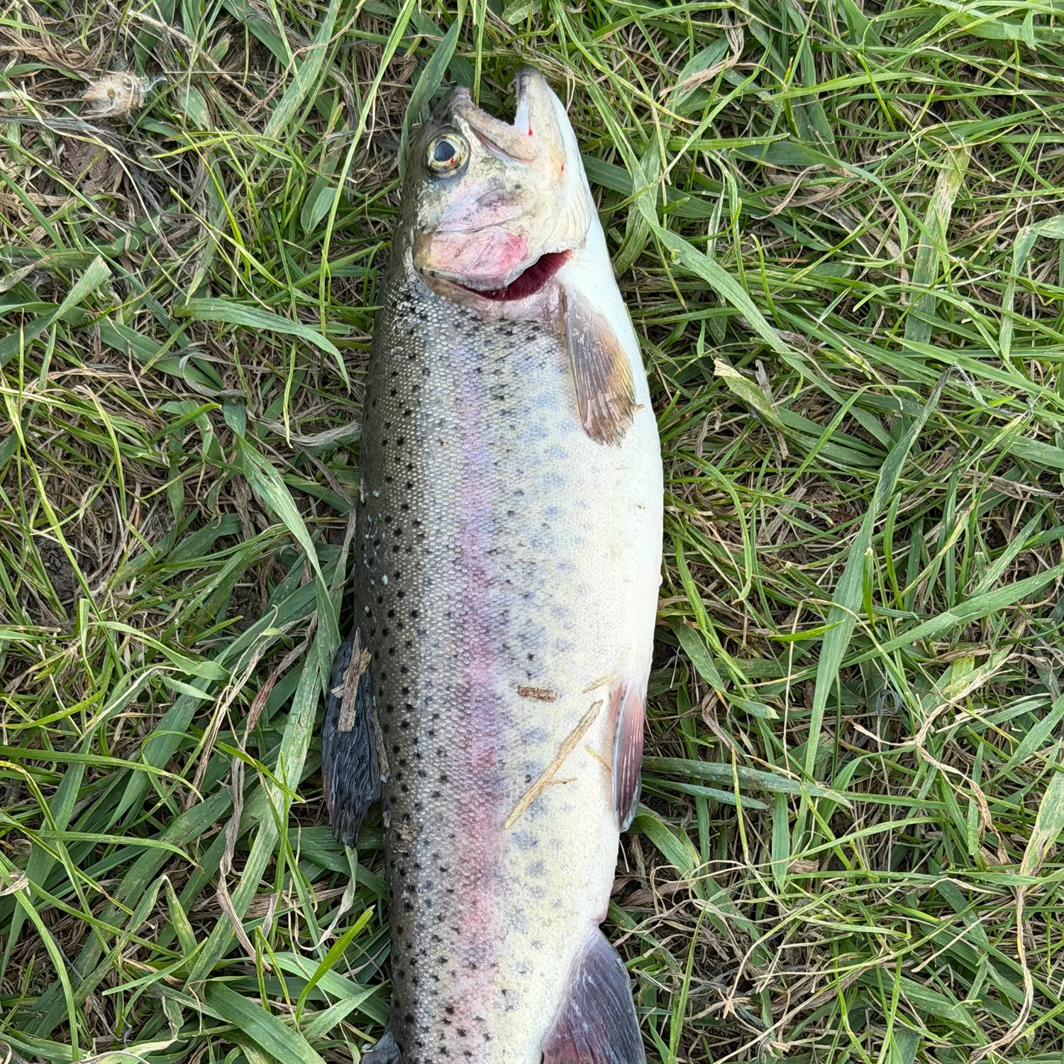 Rainbow trout caught on Fishbrain