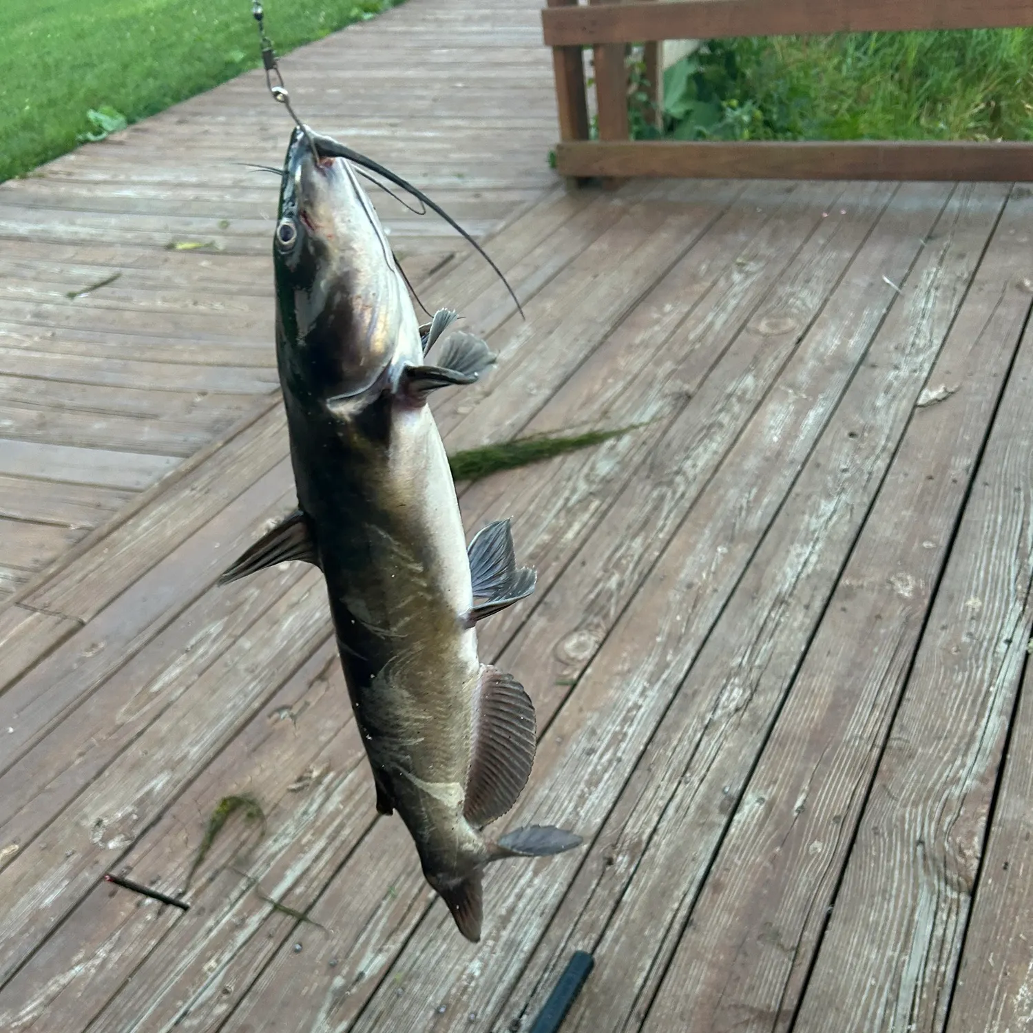 Channel catfish caught on Fishbrain