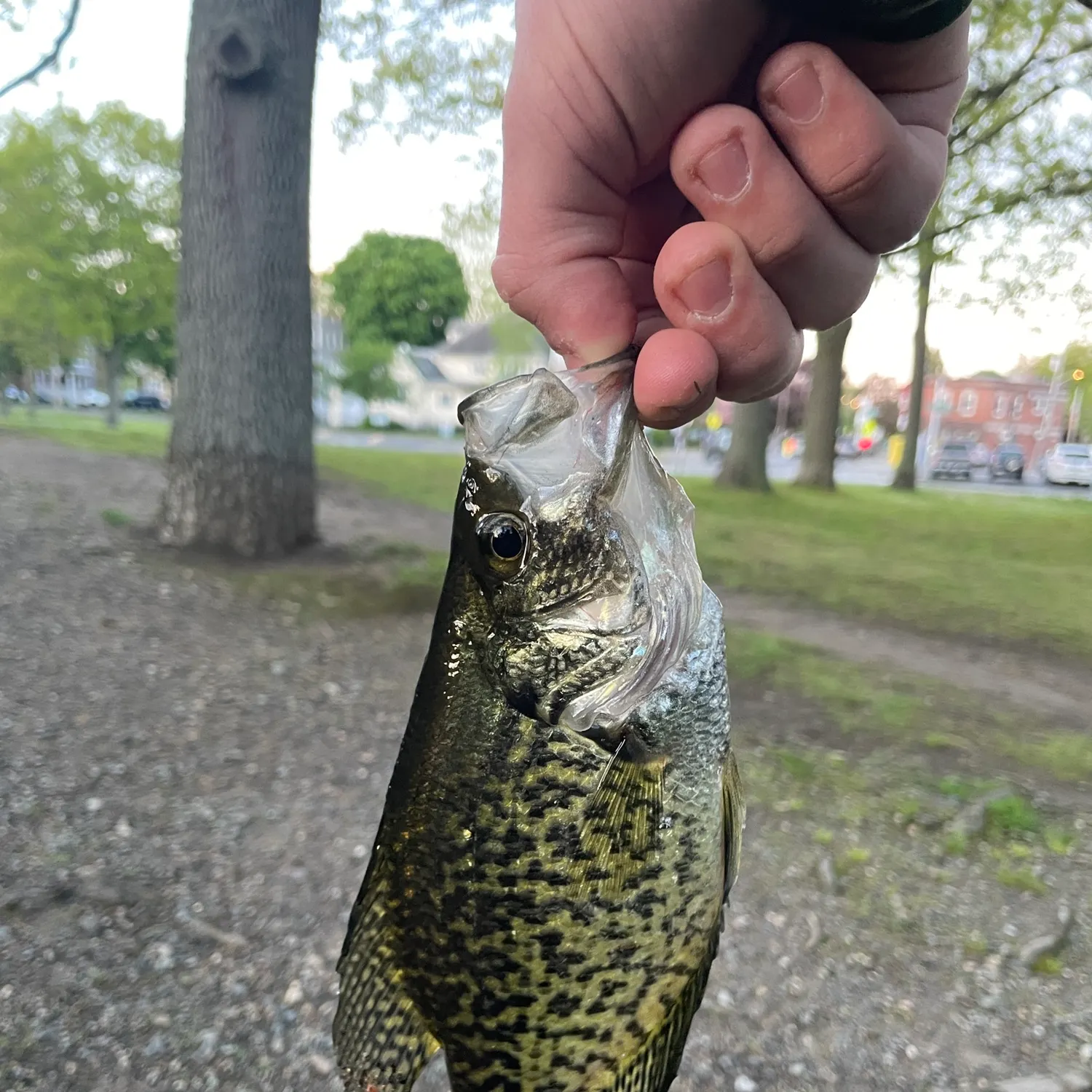 catch