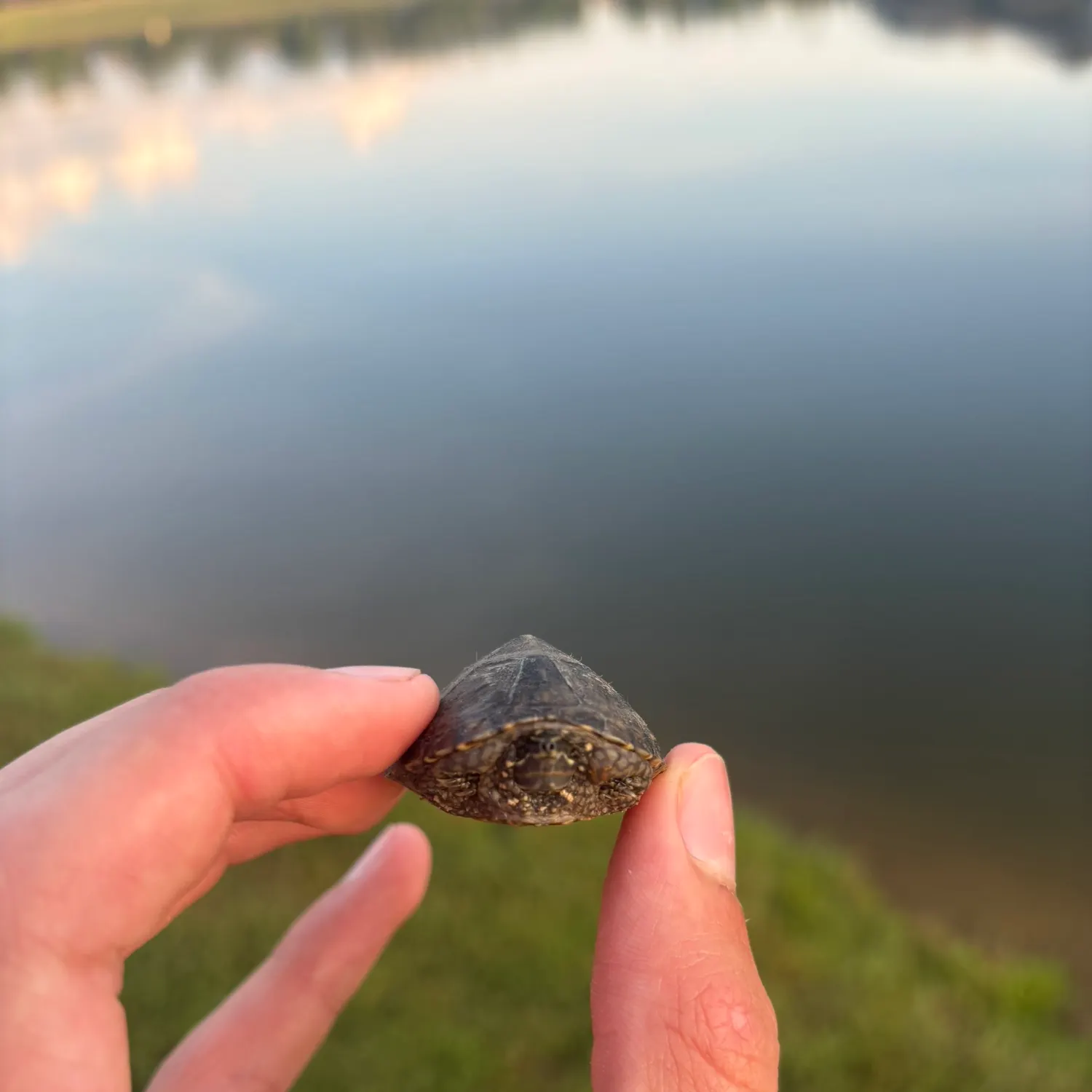 The most recent Eastern musk turtle catches on Fishbrain