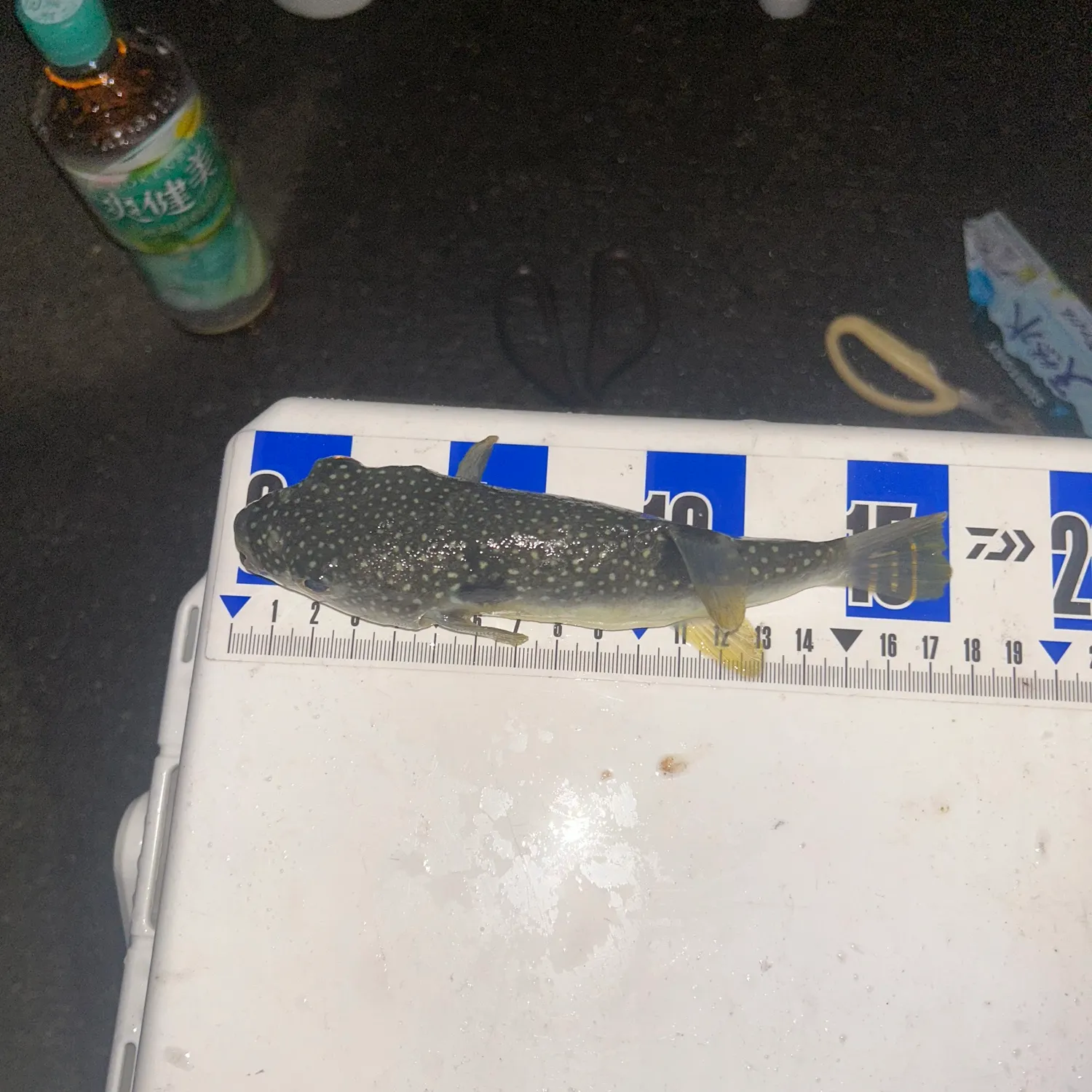 The most recent Shōsai pufferfish catches on Fishbrain