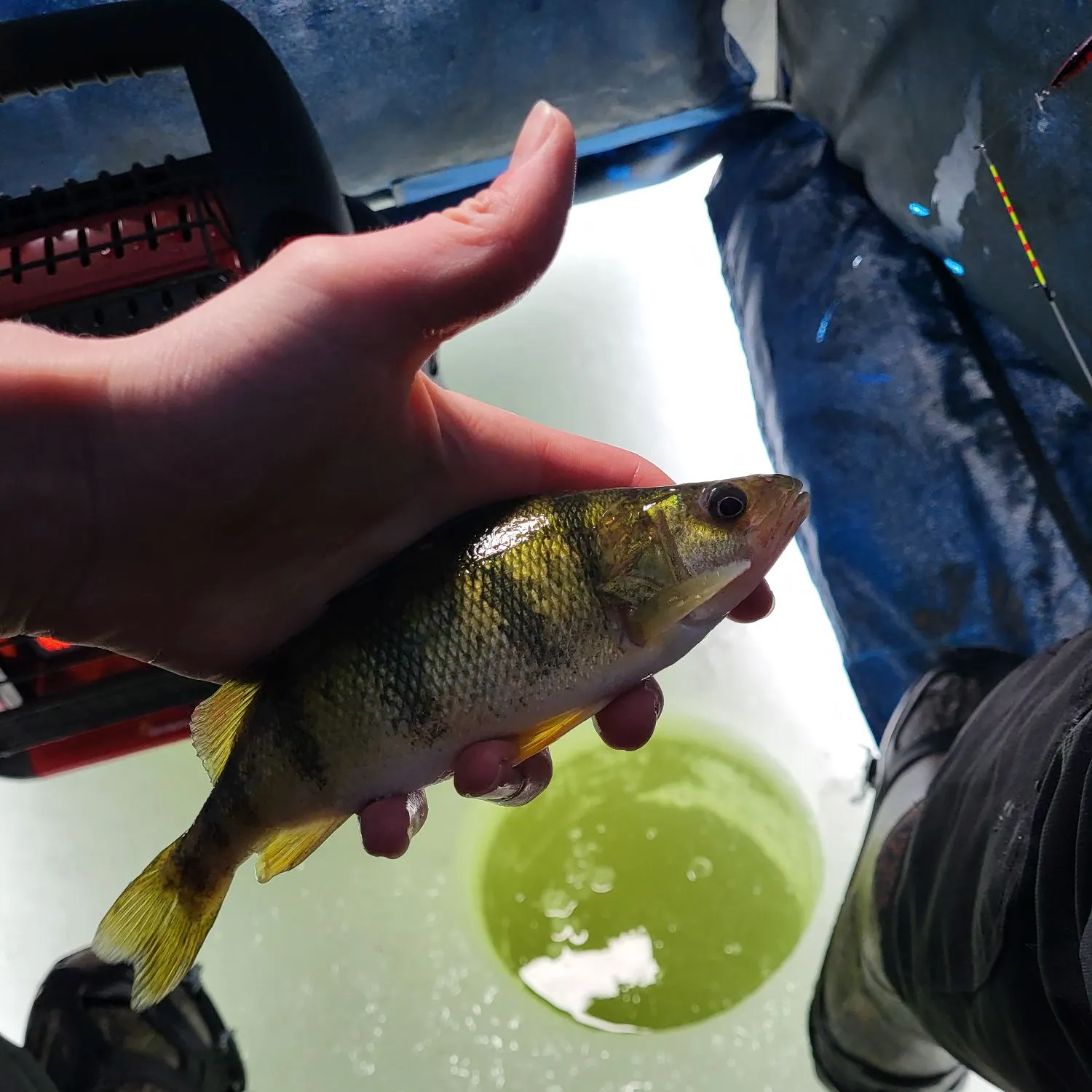 The most recent Yellow perch catches on Fishbrain