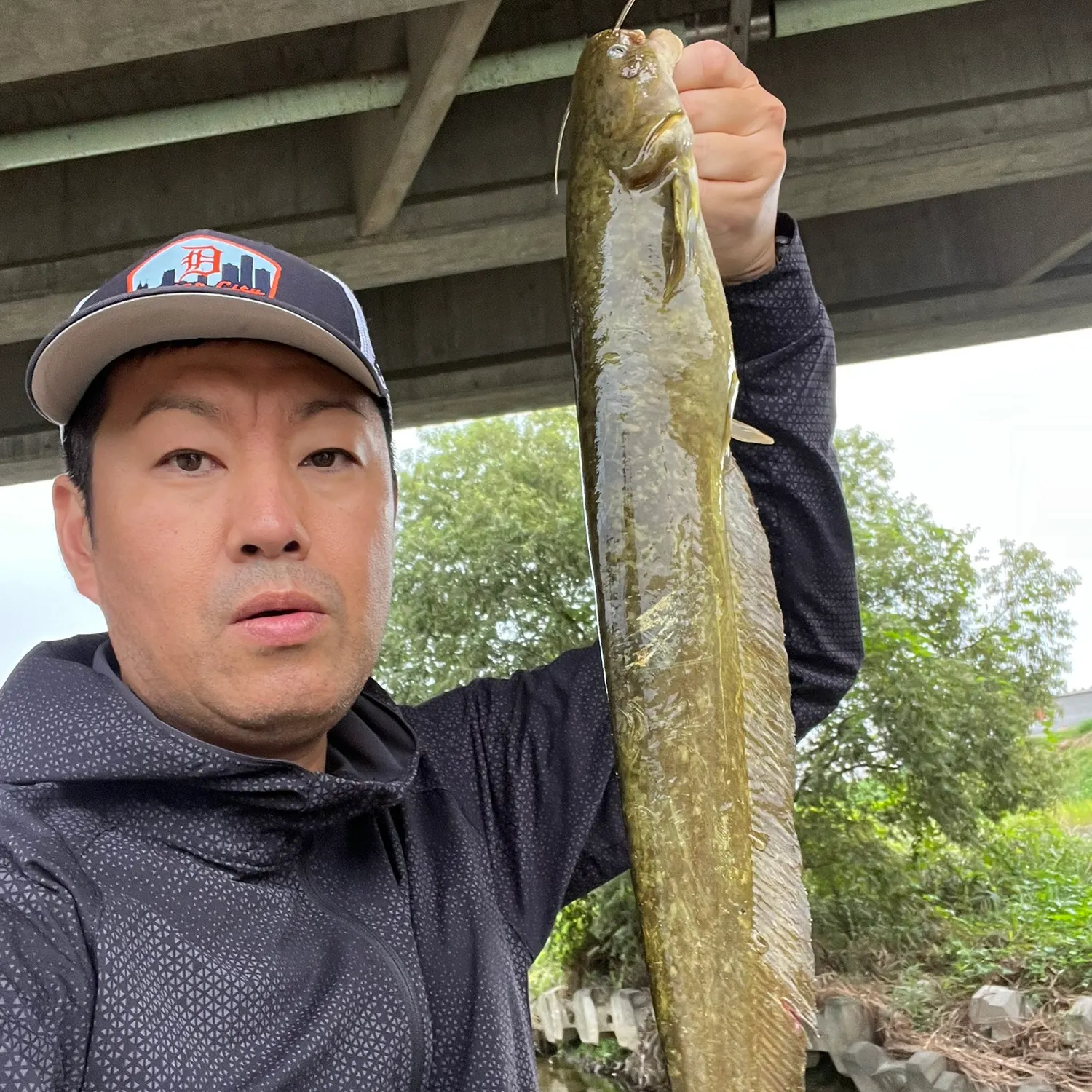 The most recent Amur catfish catches on Fishbrain