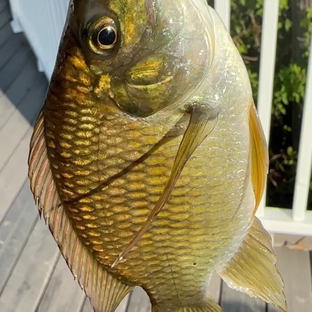 The most recent Spotted tilapia catches on Fishbrain