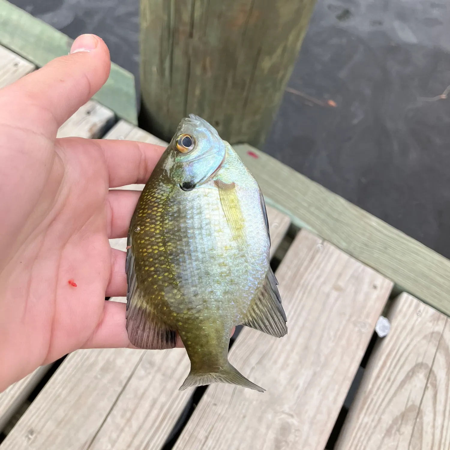 The most recent Bluegill catches on Fishbrain