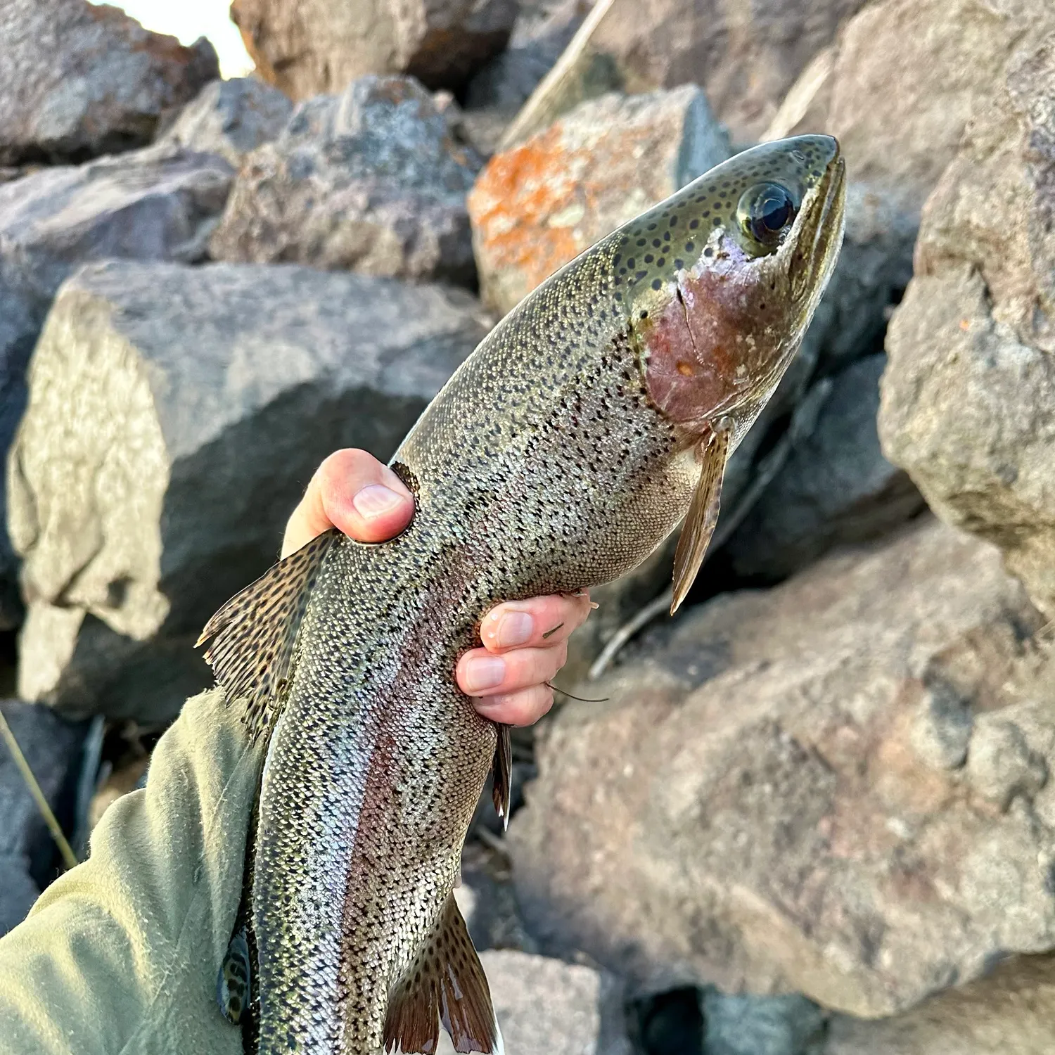 Rainbow trout caught on Fishbrain
