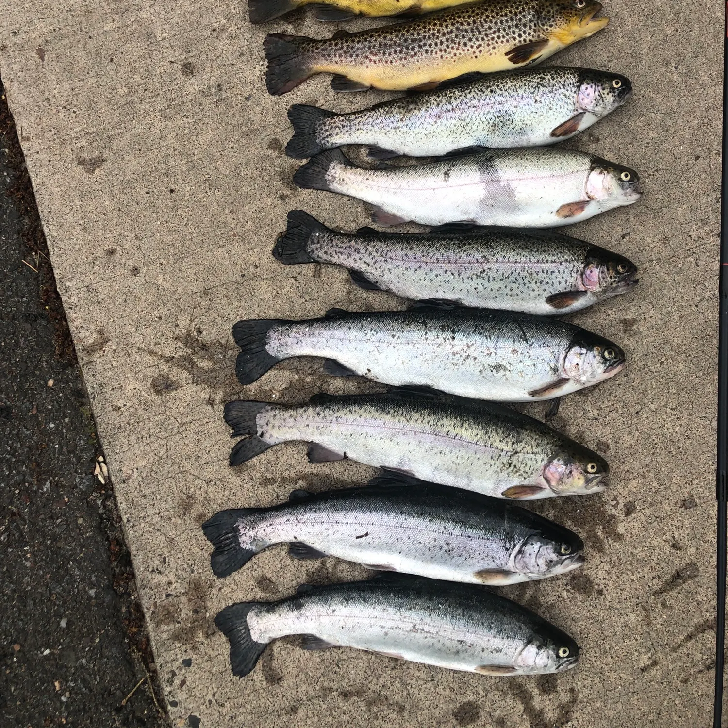 recently logged catches