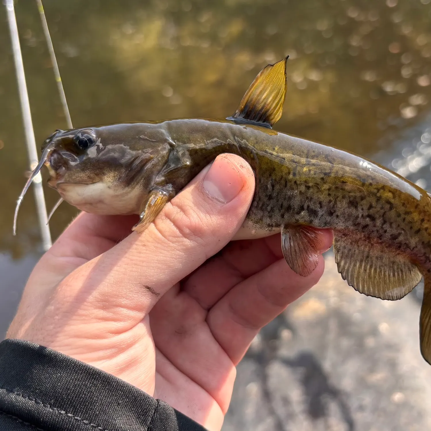 The most recent Flat bullhead catches on Fishbrain