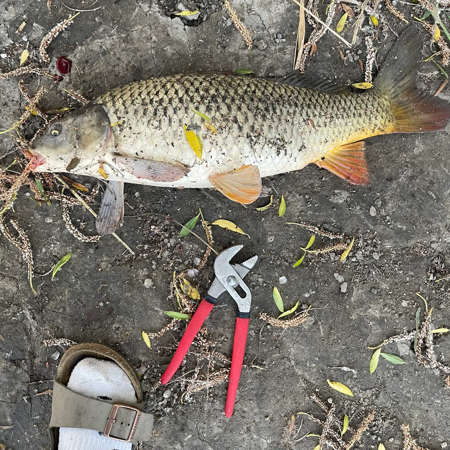 catch