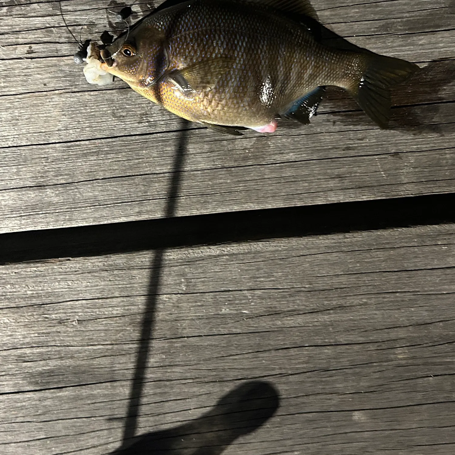 The most recent Black perch catches on Fishbrain