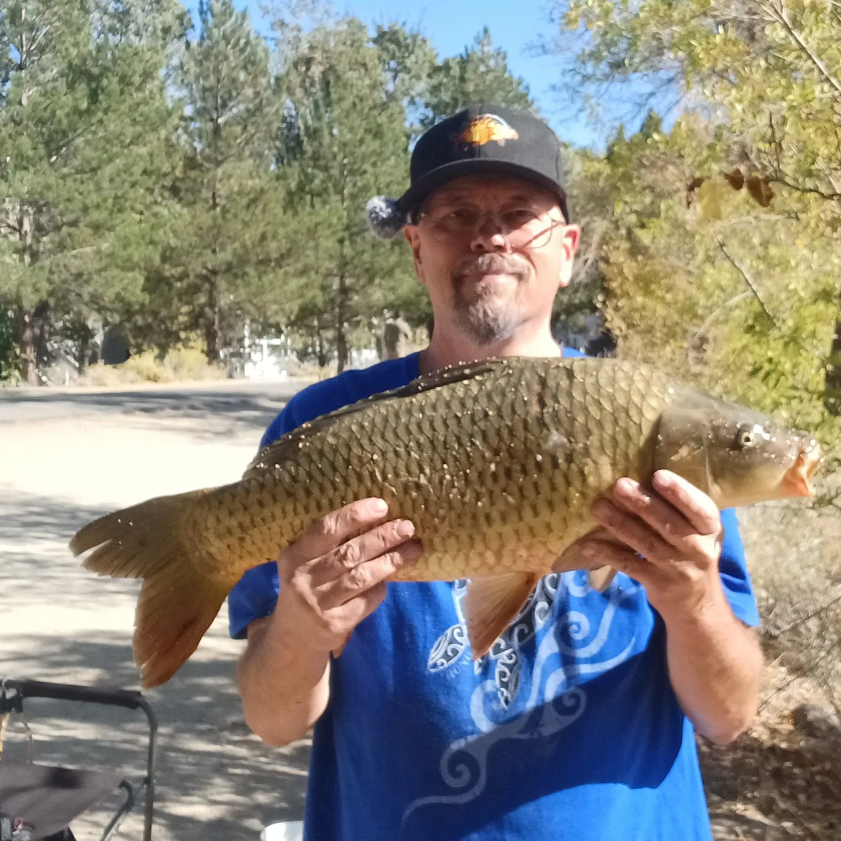 Common carp caught on Fishbrain