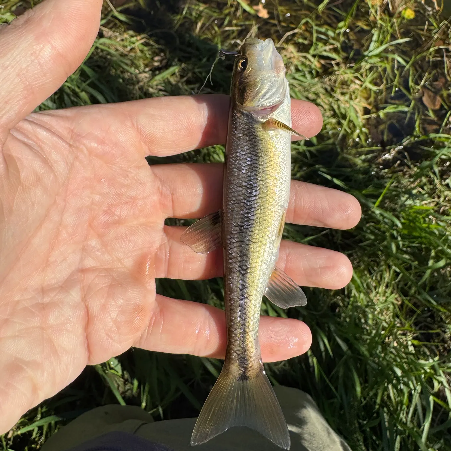 Creek chub caught on Fishbrain