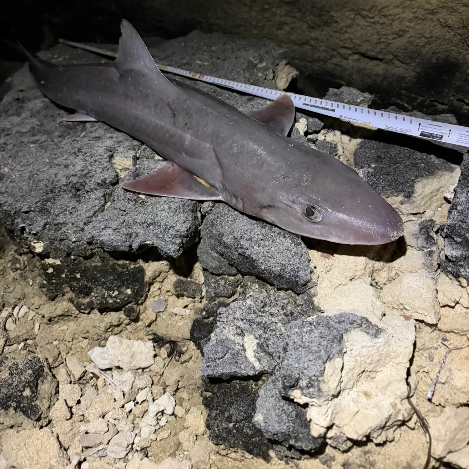 The most recent Gummy shark catches on Fishbrain