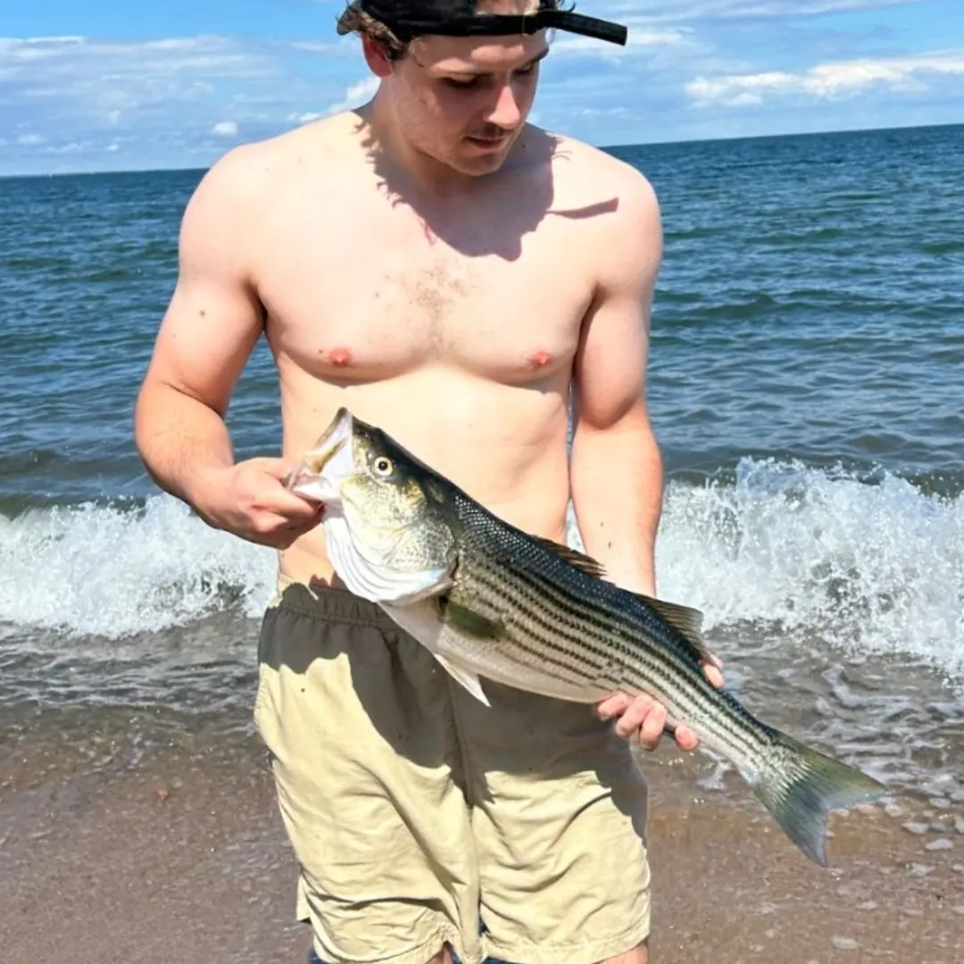 Striped bass caught on Fishbrain