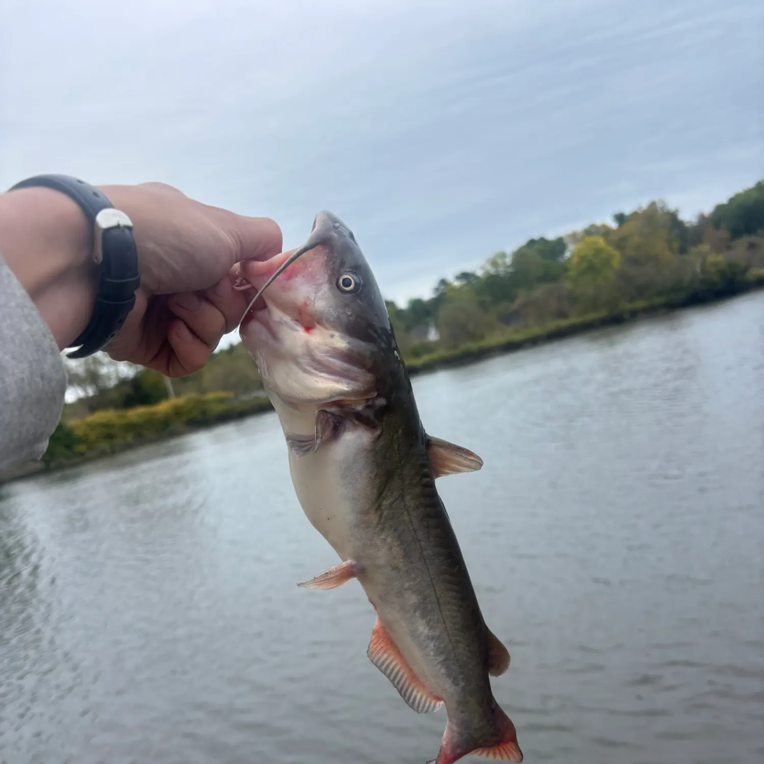 White bullhead caught on Fishbrain