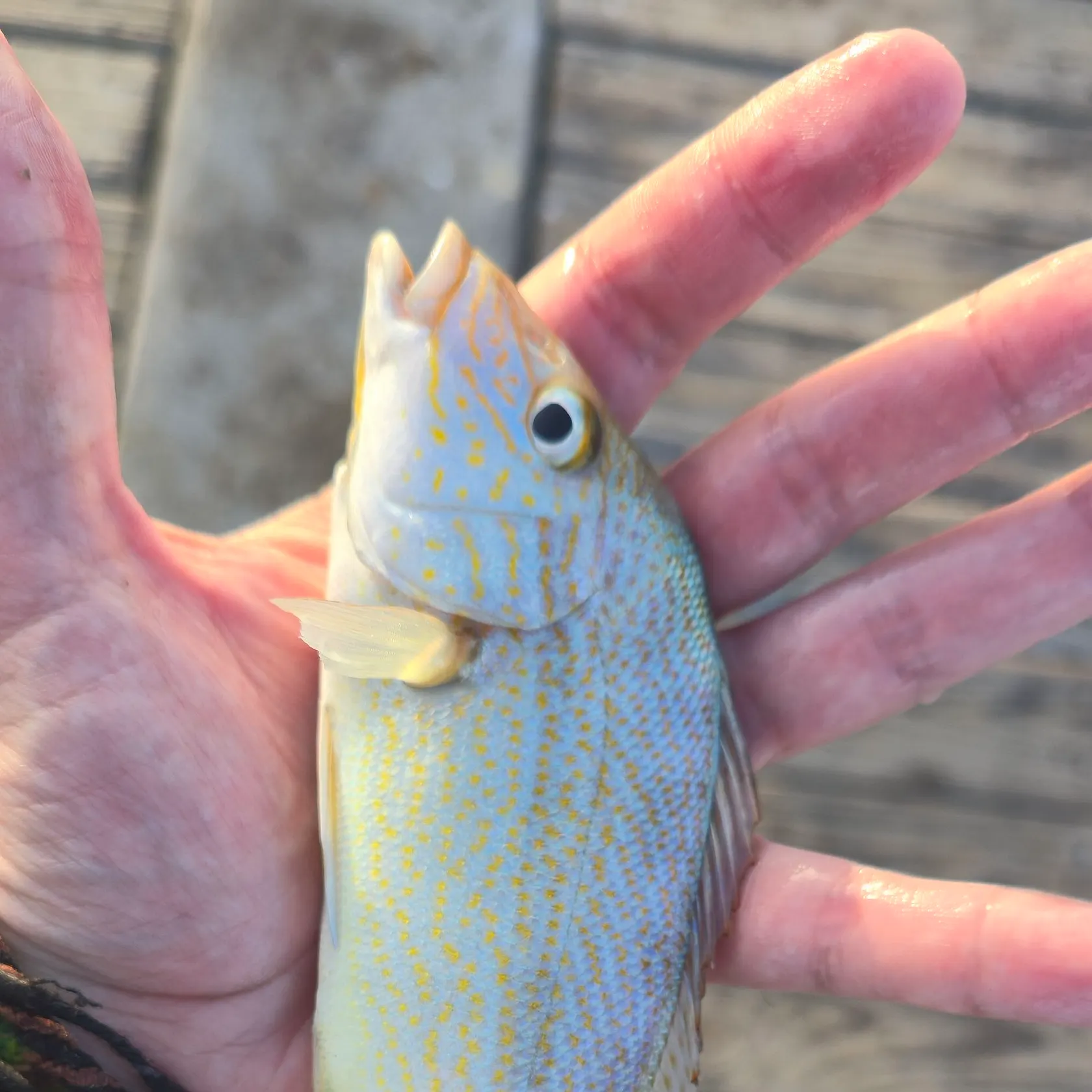 most liked catch image