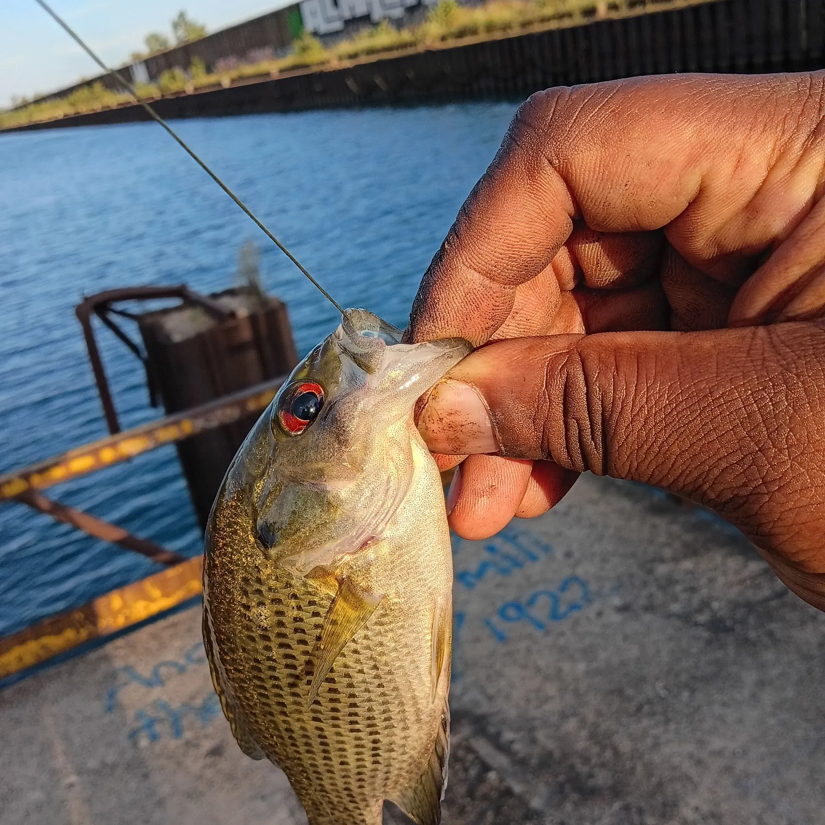 Rock bass caught on Fishbrain