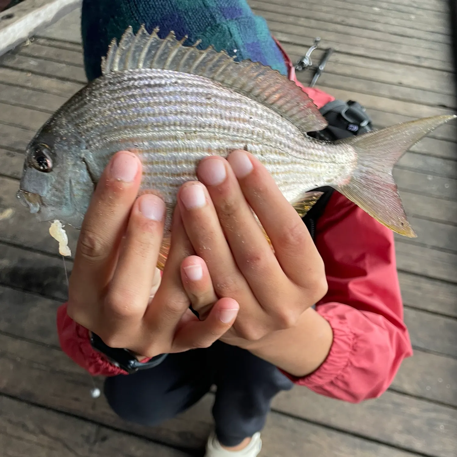 The most recent Goldlined seabream catches on Fishbrain