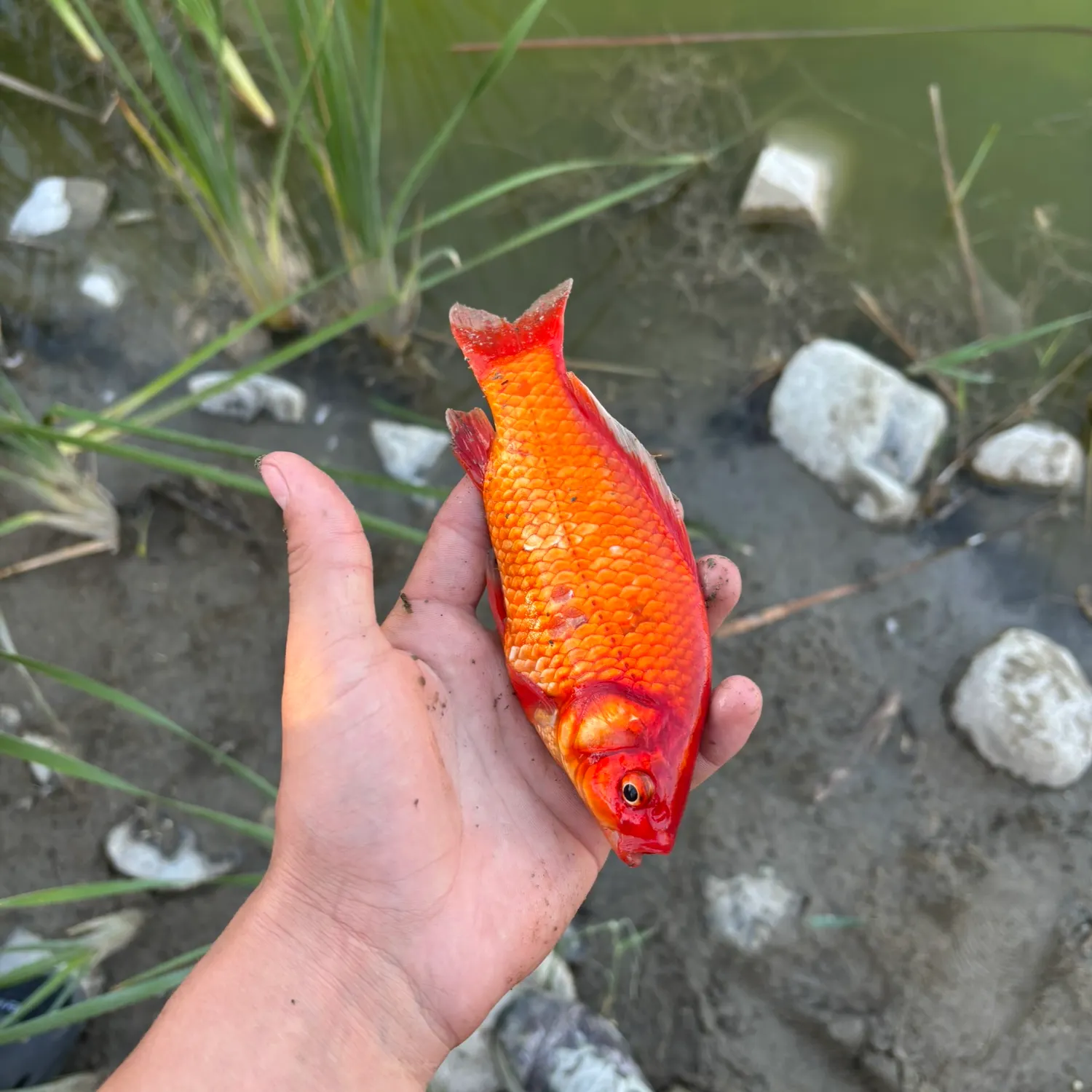 The most recent Goldfish catches on Fishbrain