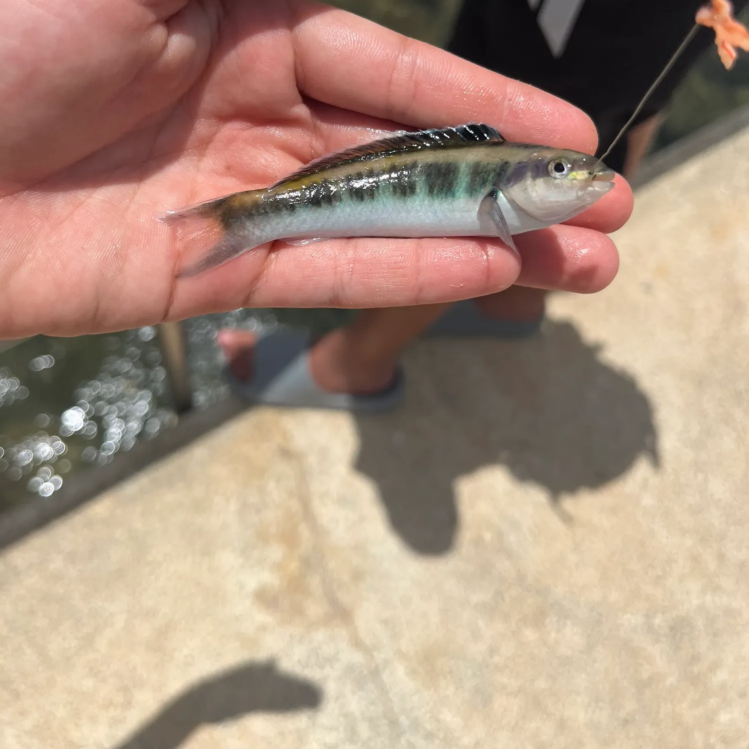 The most recent Bluehead catches on Fishbrain