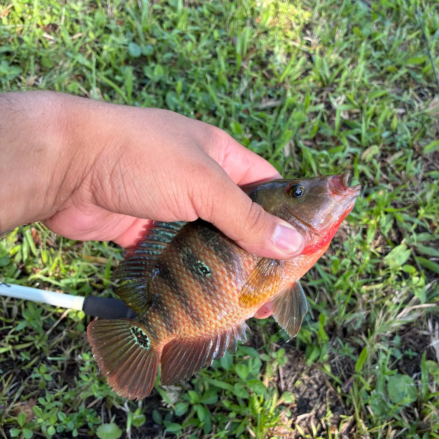 Mayan cichlid caught on Fishbrain