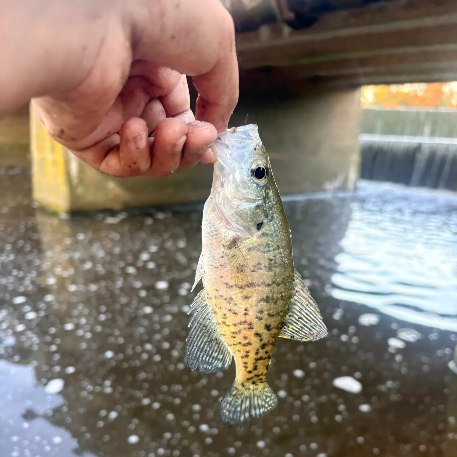 White crappie caught on Fishbrain