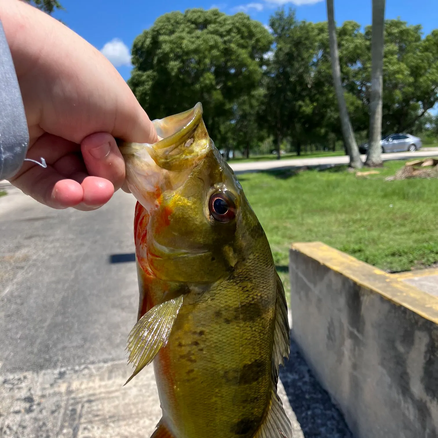 The most recent Speckled peacock bass catches on Fishbrain