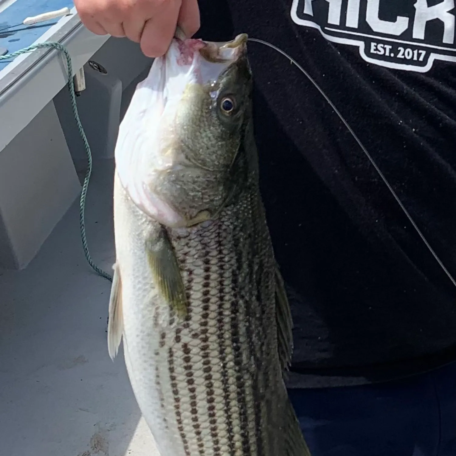 recently logged catches