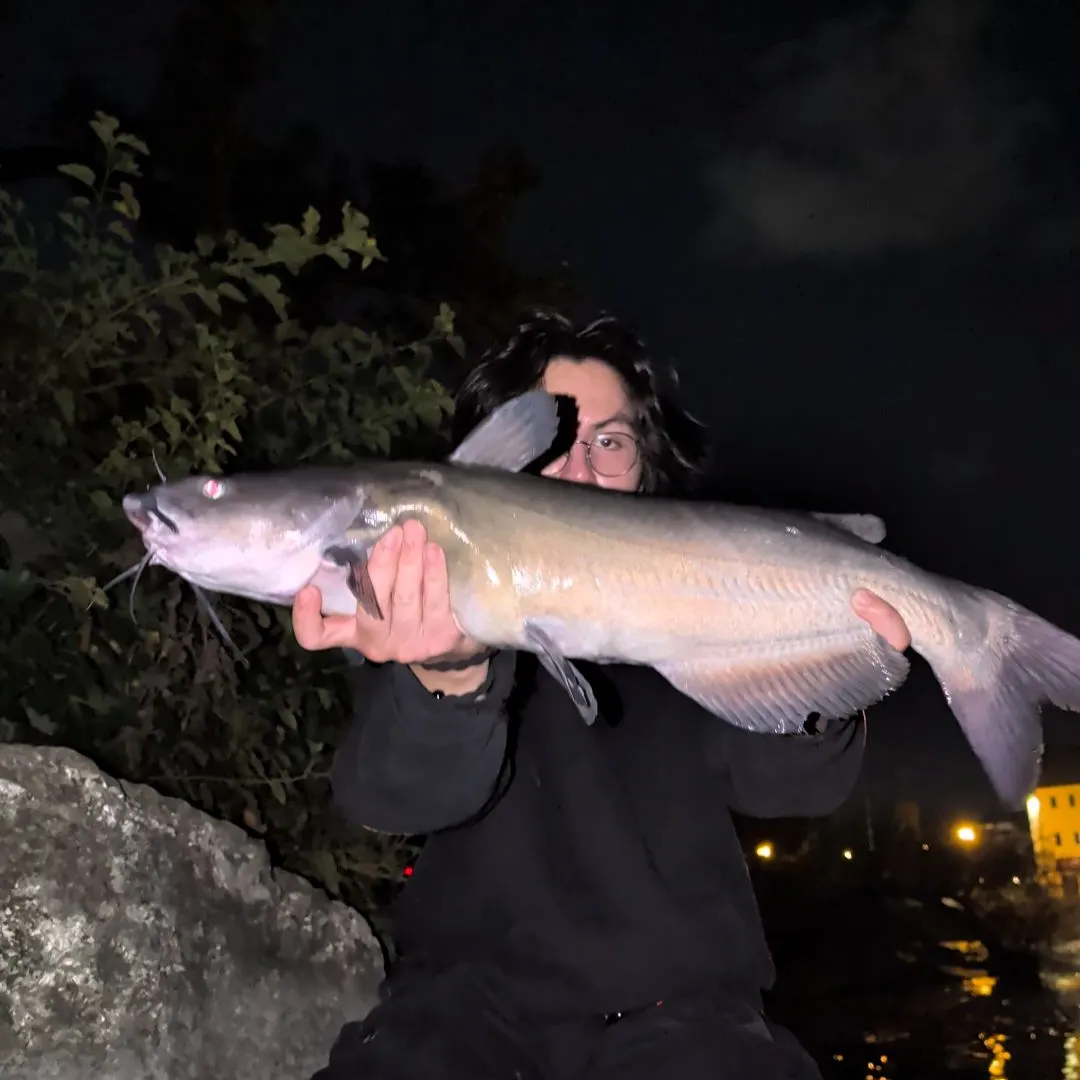 Channel catfish caught on Fishbrain