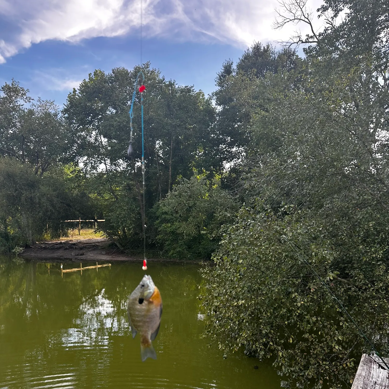 Bluegill caught on Fishbrain