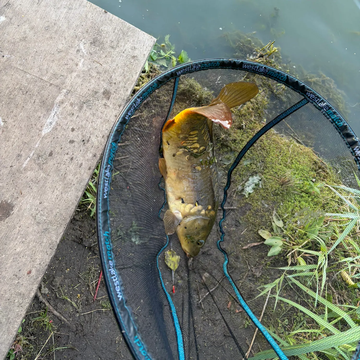 The most recent Mirror carp catches on Fishbrain