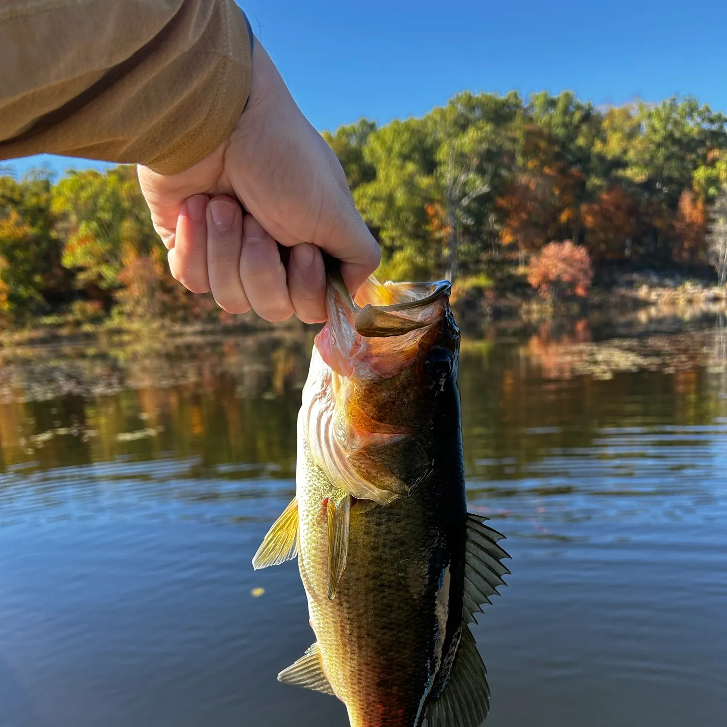 Largemouth bass caught on Fishbrain
