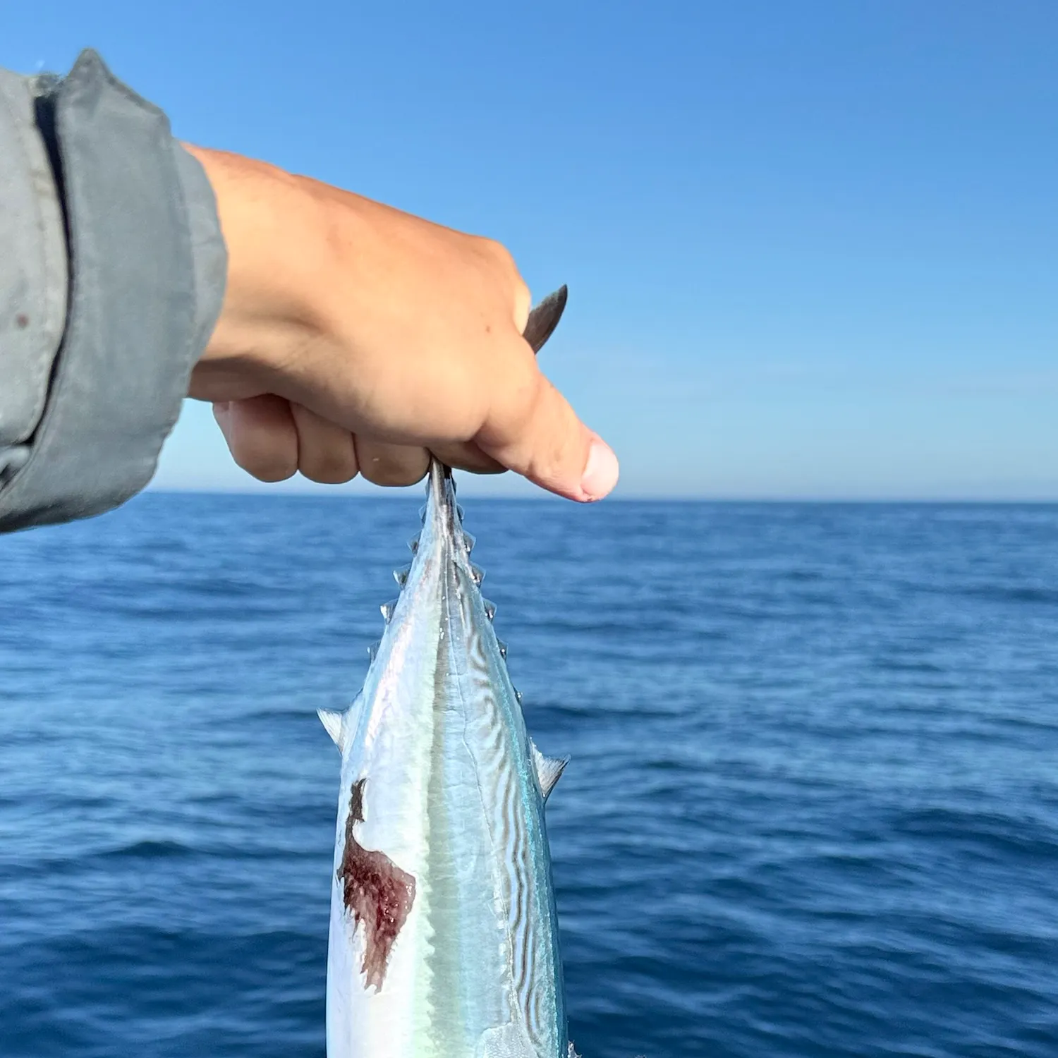 The most recent Bullet tuna catches on Fishbrain