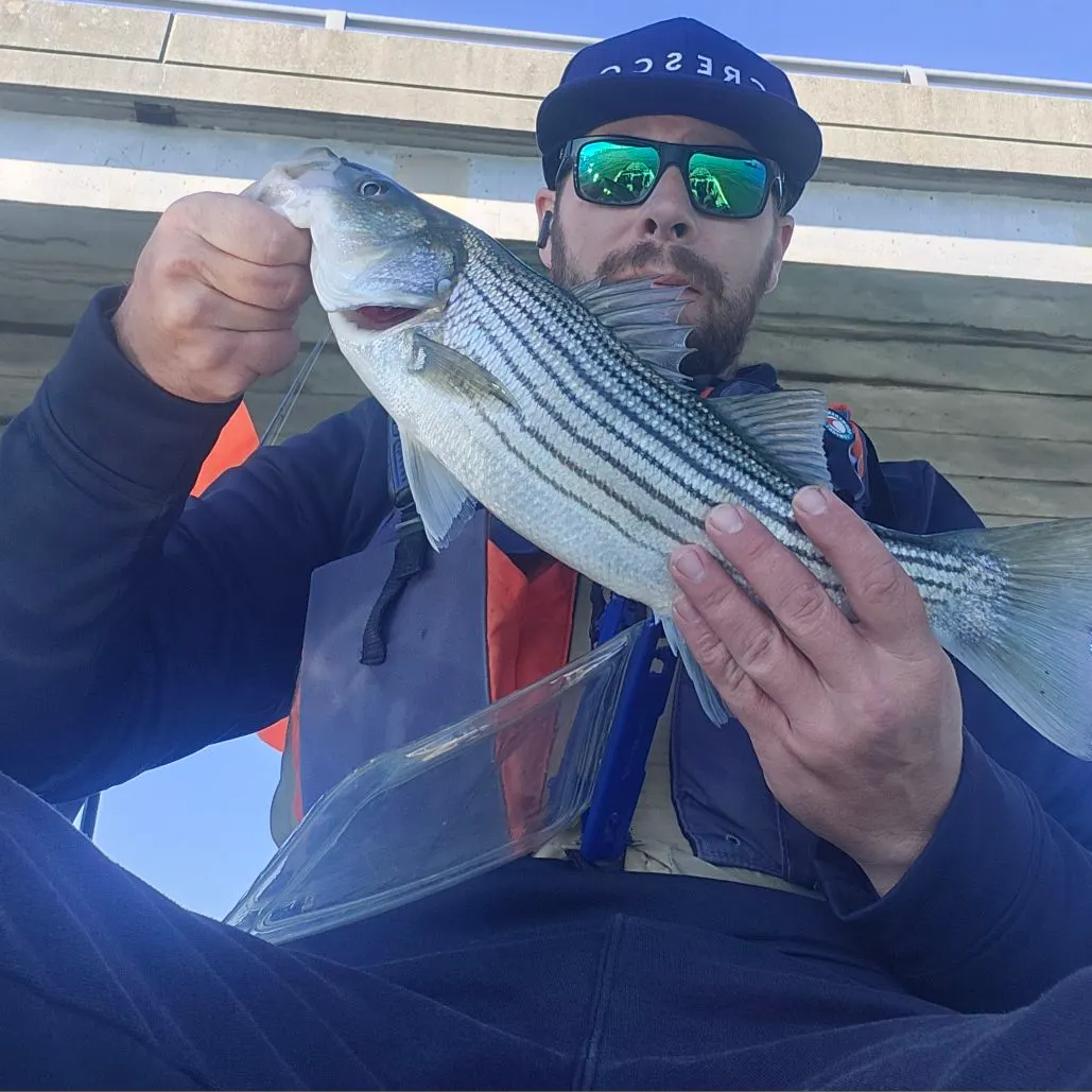 Striped bass caught on Fishbrain