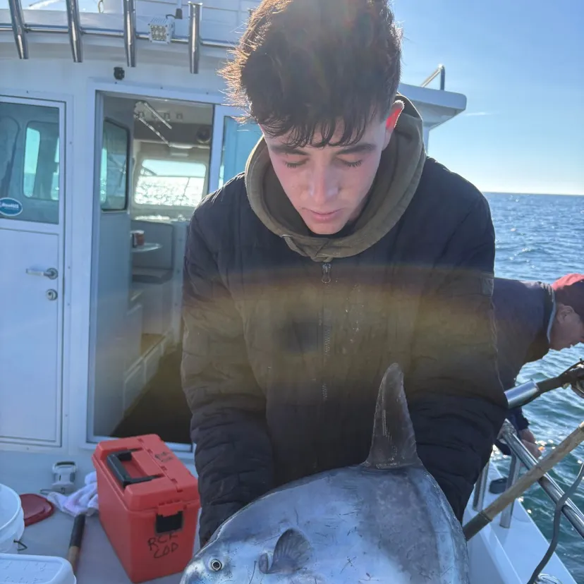 The most recent Slender sunfish catches on Fishbrain