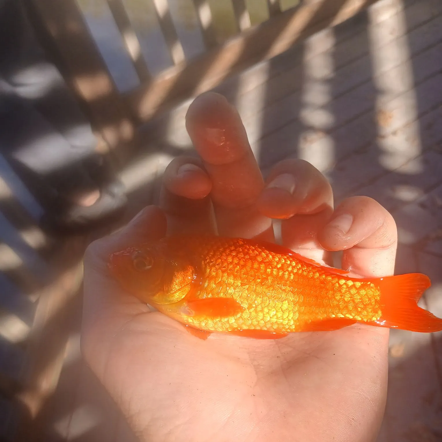 Goldfish caught on Fishbrain