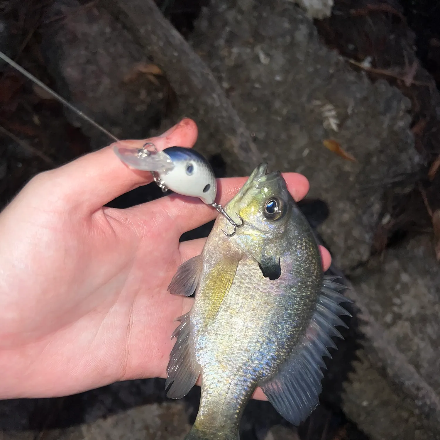 Bluegill caught on Fishbrain