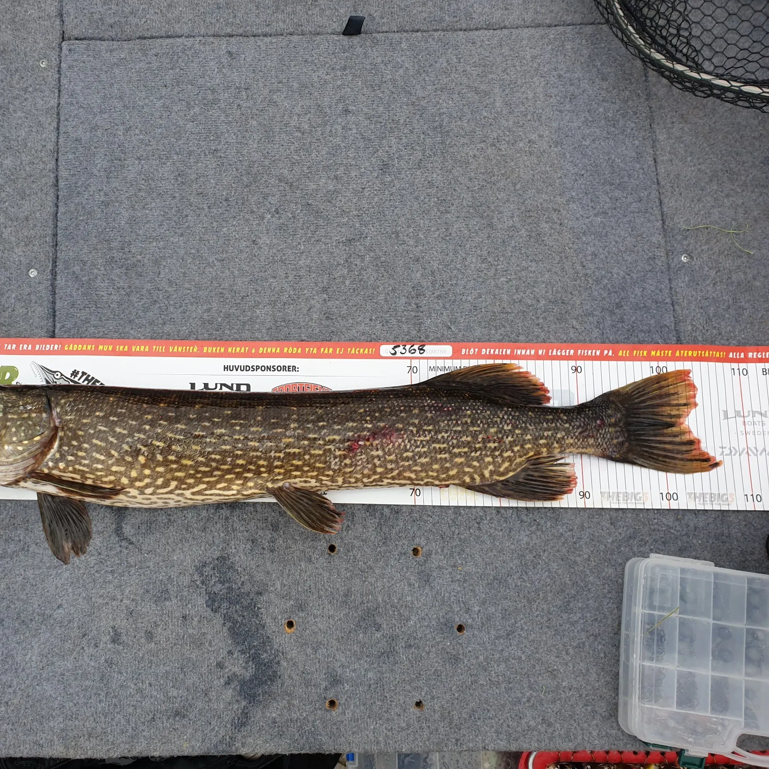 recently logged catches