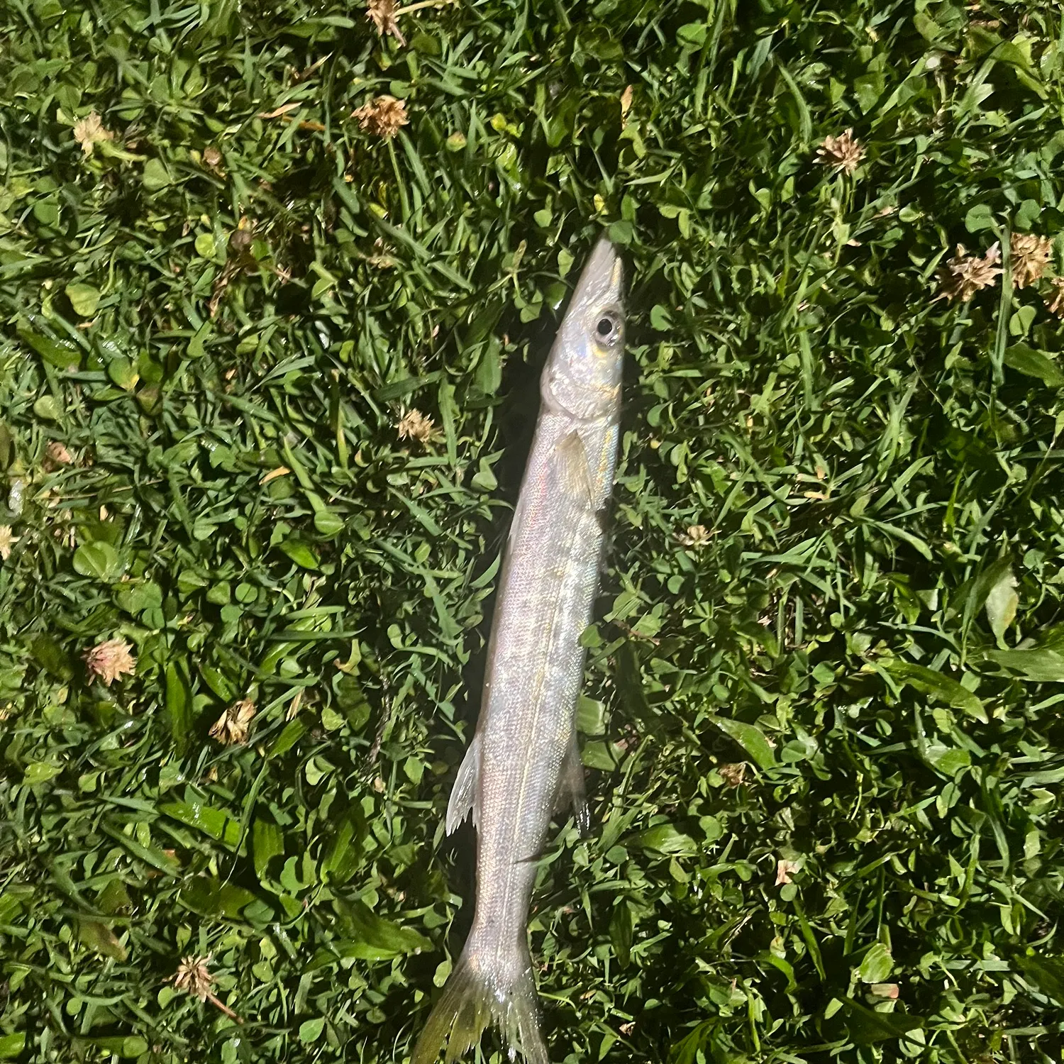 Pacific barracuda caught on Fishbrain