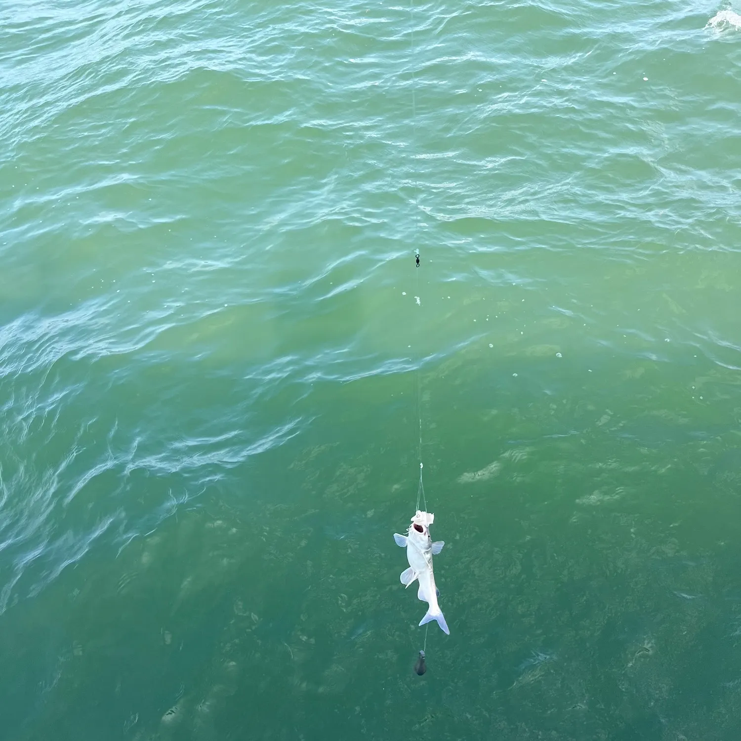 The most recent Coco sea catfish catches on Fishbrain