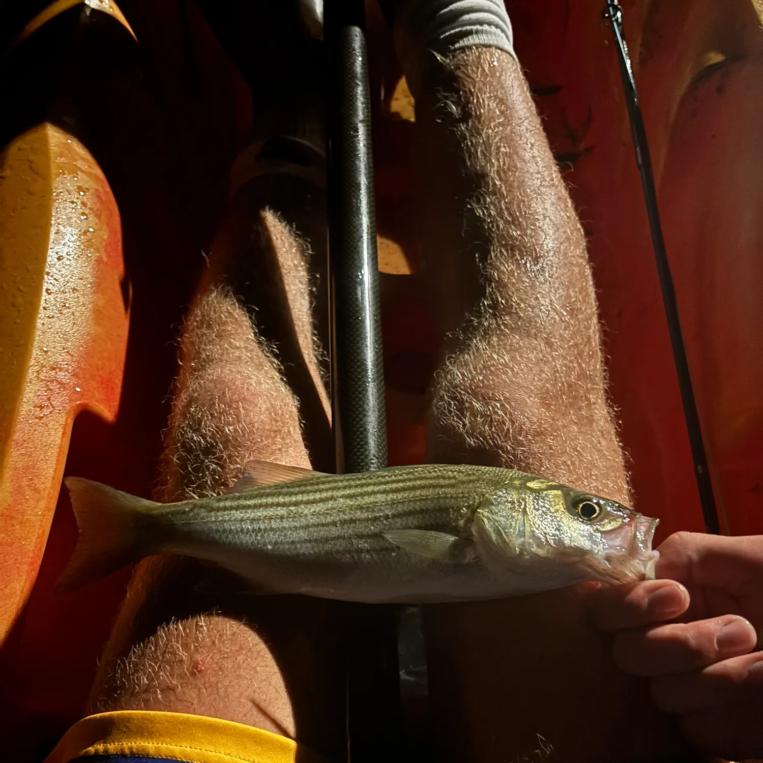 Striped bass caught on Fishbrain