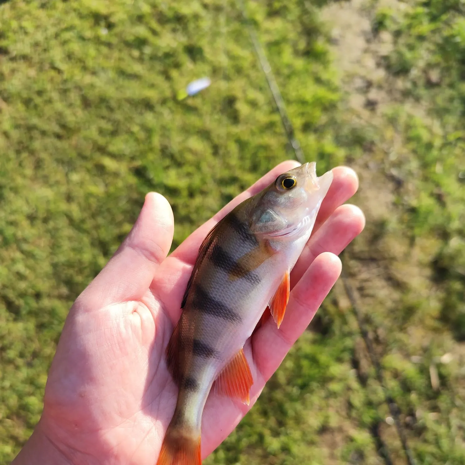European perch caught on Fishbrain